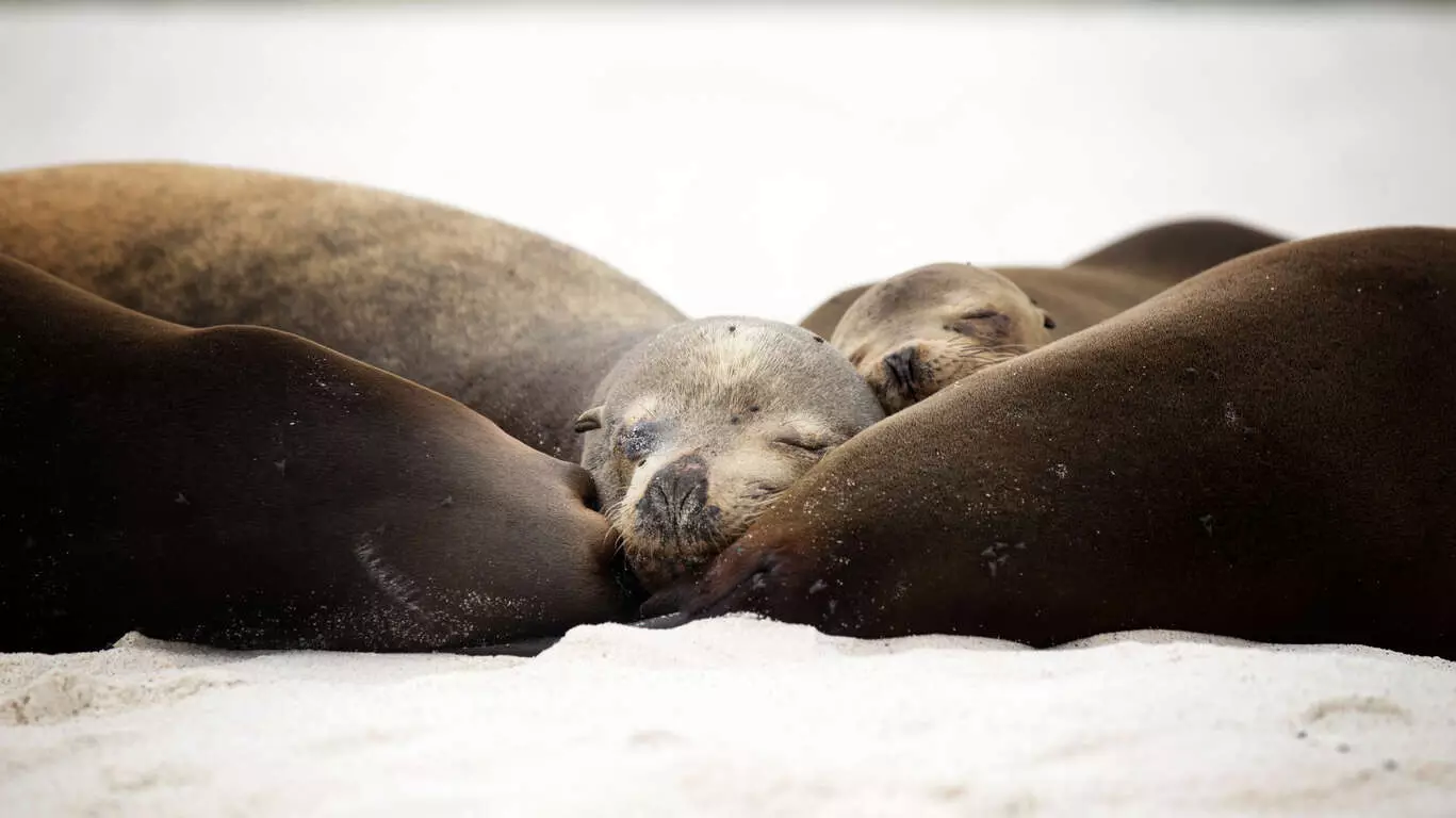 Voyage aux Galapagos avec vos enfants