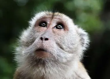 Immersion à Bornéo