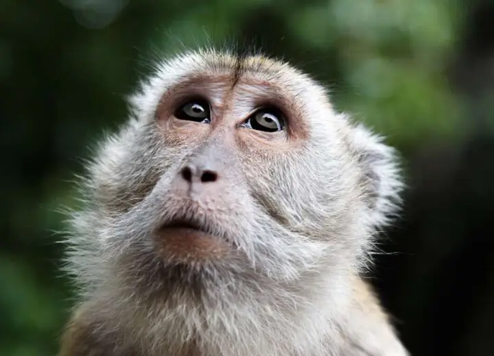 Immersion à Bornéo