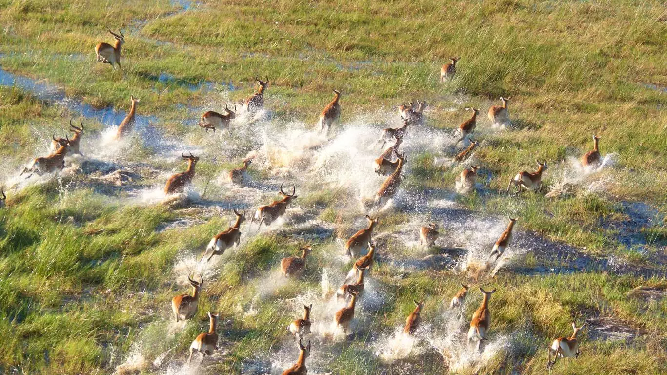 Safari au Botswana et Chutes Victoria : Chobe et Delta de l’Okavango