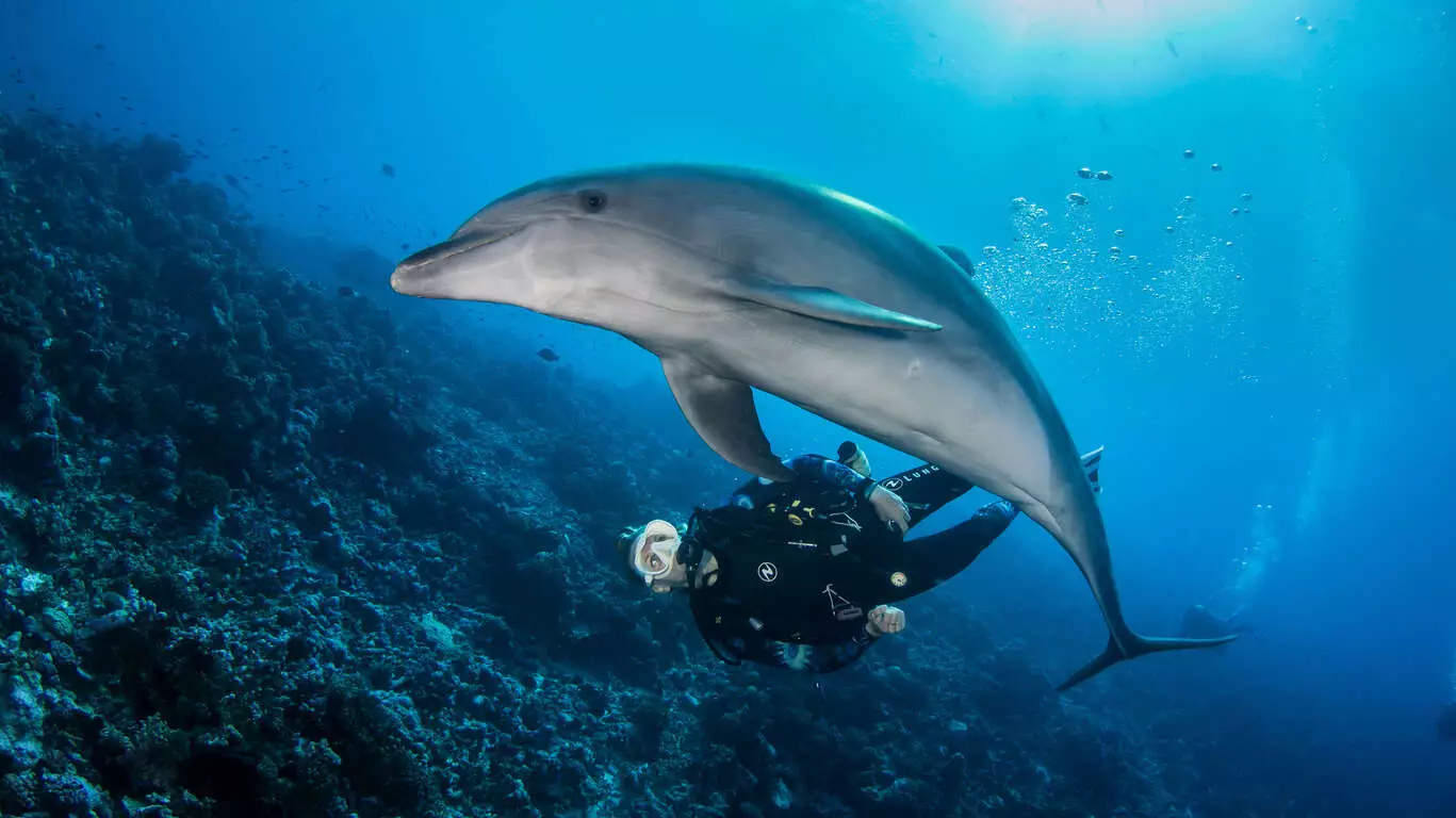 Séjour plongée : une île et deux atolls