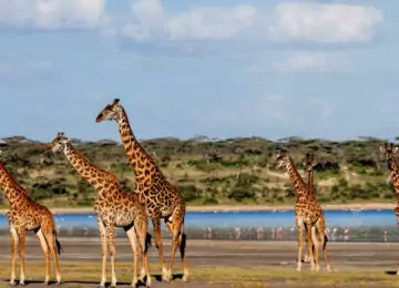 Combiné Safari au Kenya et plages de Zanzibar