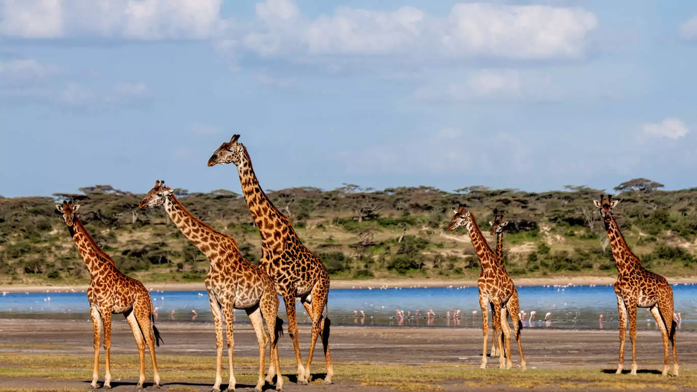 Combiné Safari au Kenya et plages de Zanzibar