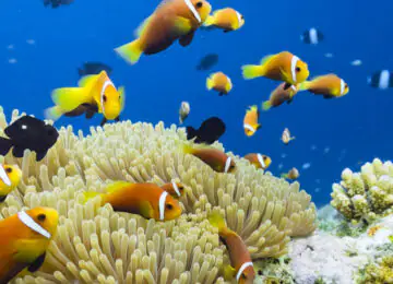 Séjour Détente ou Plongée au Sun Siyam Vilu Reef ****