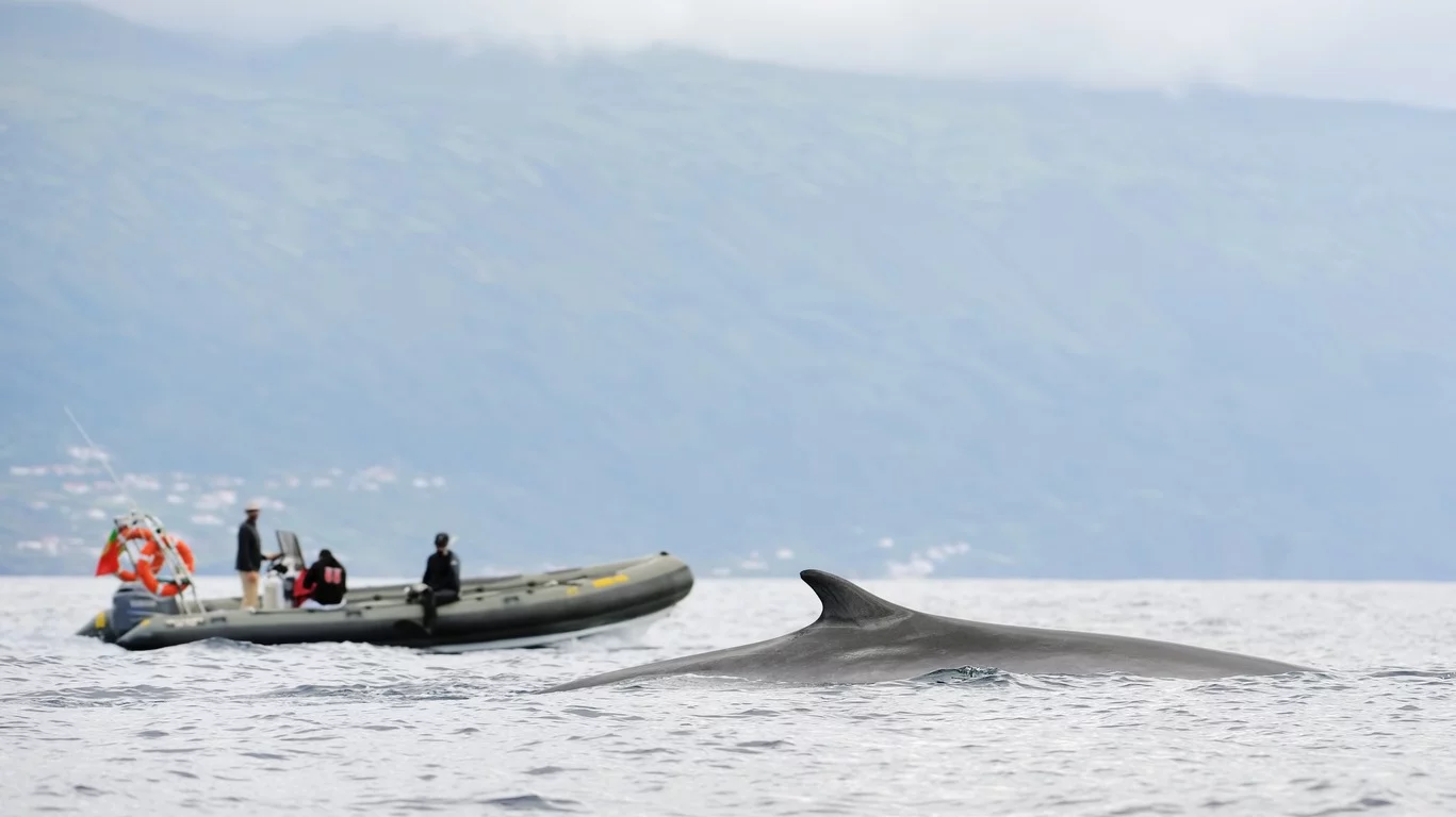 Pourquoi un voyage aux Açores avec Cercle des Voyages ?
