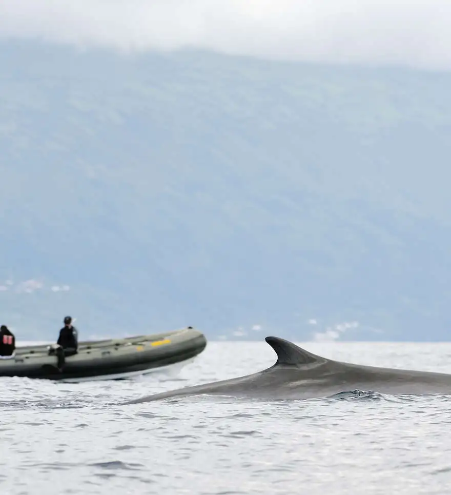 À la rencontre des cétacés : immersion marine à Pico