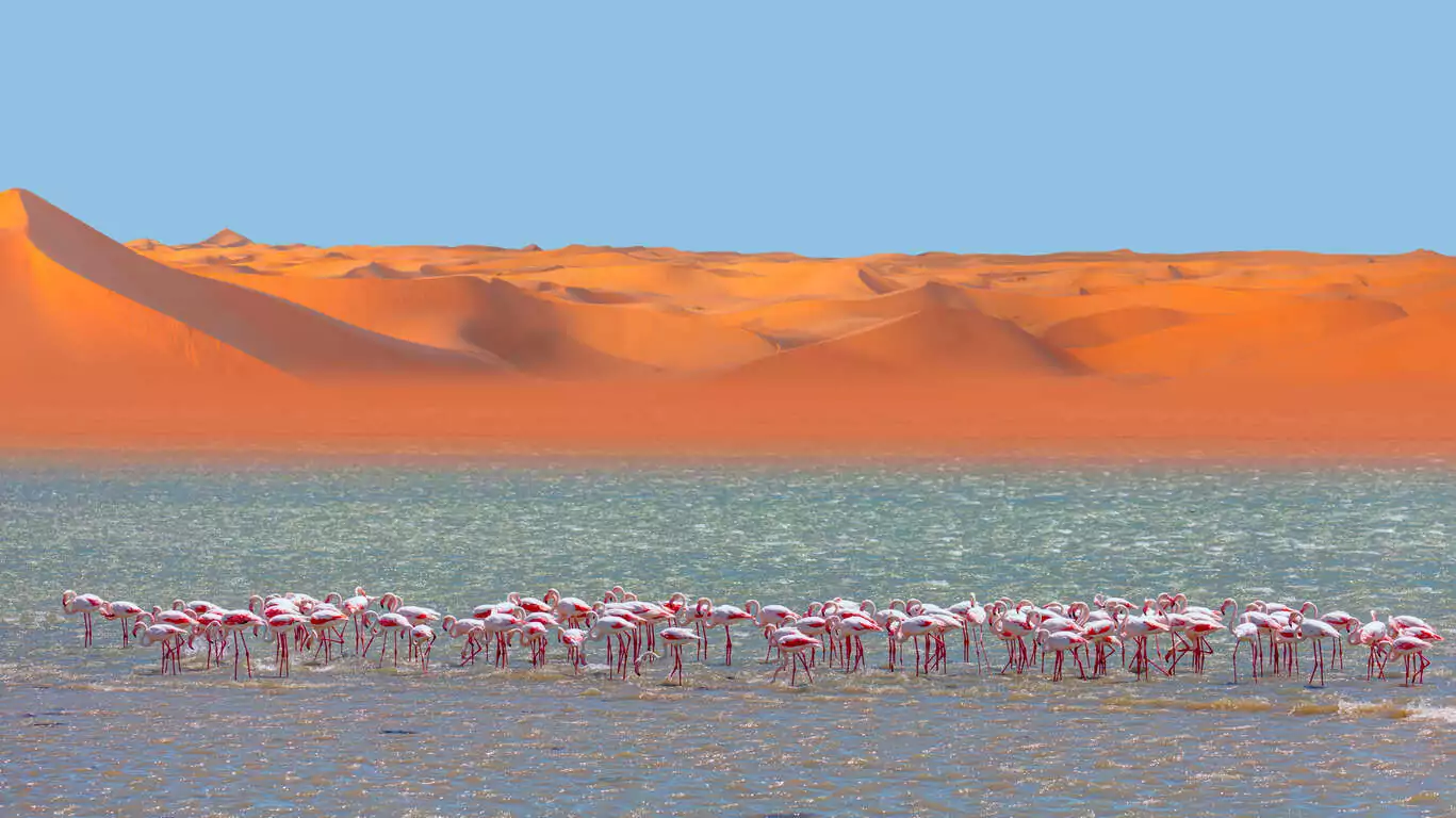 L’essentiel de la Namibie en liberté