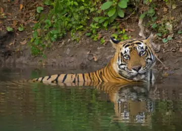 Sur la piste des tigres jusqu’à Kajuraho