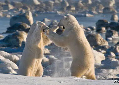 A la rencontre des Ours Blanc