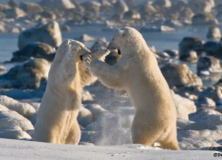 A la rencontre des Ours Blanc