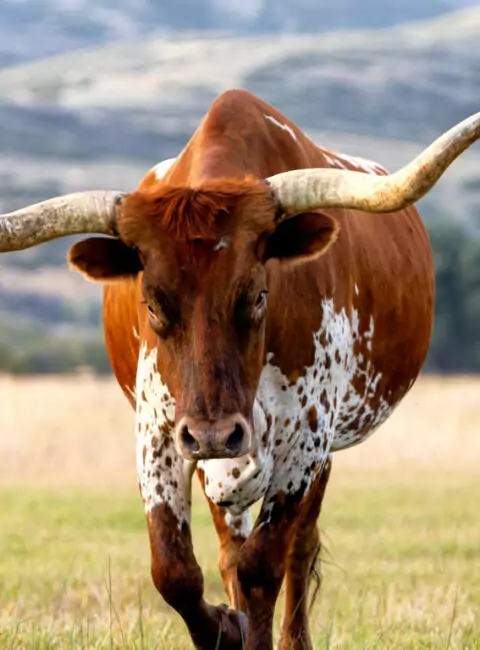Texas