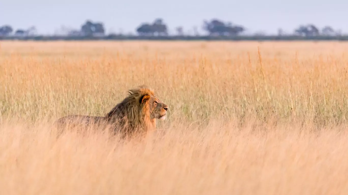 Voyage Botswana