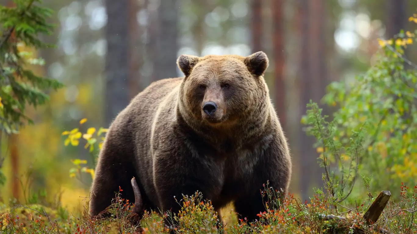 Observation de la faune Canadienne