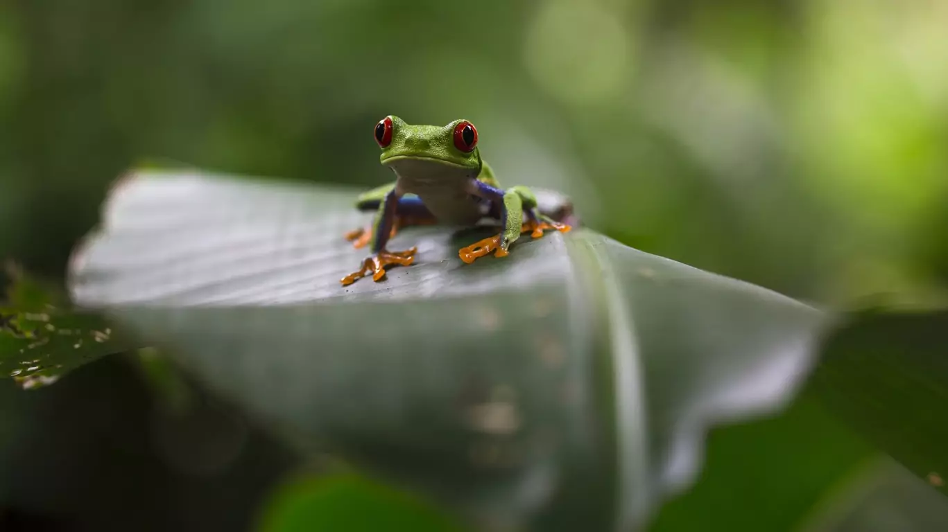 Voyage Costa Rica