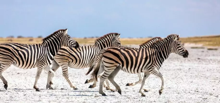 Pan de Makgadikgadi