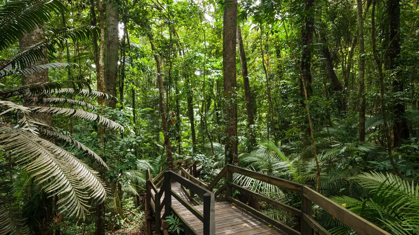 Voyage dans la Forêt Tropicale de Daintree