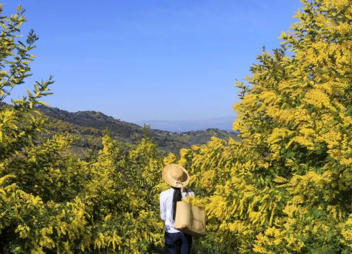 Terroir et patrimoine de la Côte d’Azur