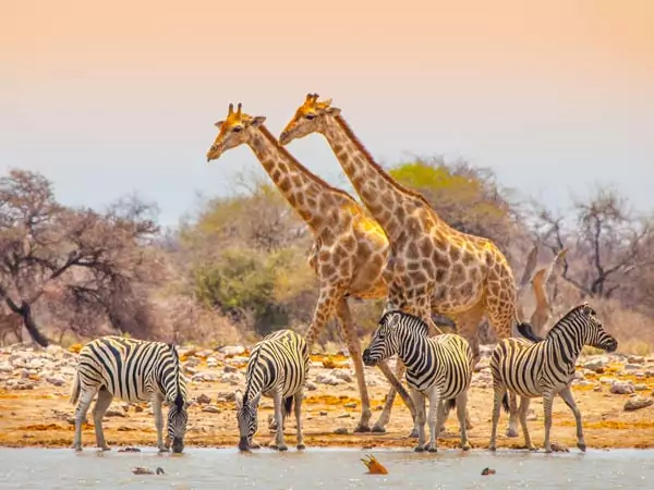 Quels pays choisir pour votre voyage en Afrique ?