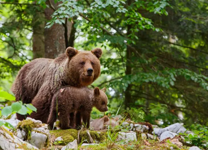 Voyage en famille en Slovénie