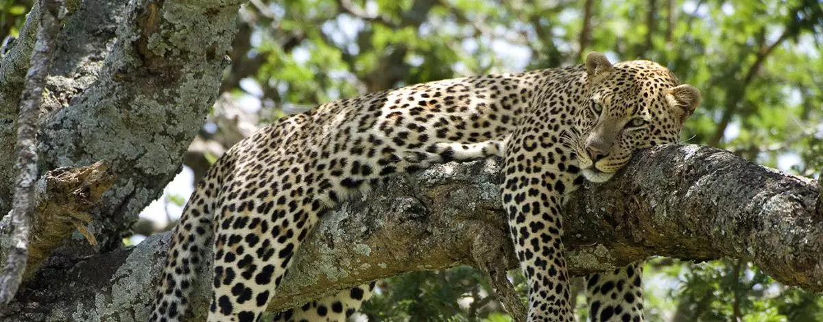 Sur la piste des Big Five en Afrique du Sud : Parc Kruger et Canyon de la Blyde River