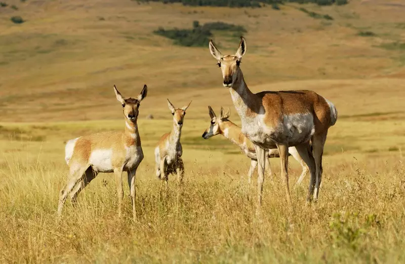 Road Trip Rocheuses Canada et USA – De Yellowstone au Lac Louise