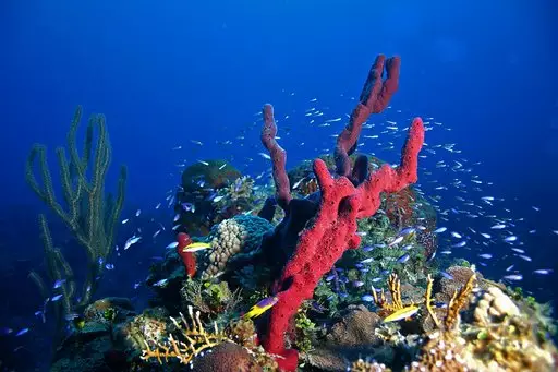 Plongée aux Bahamas : Séjour à Long Island et Andros Island