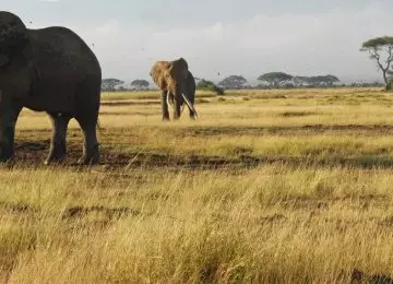Safari dans les 4 grands parcs du Kenya et Océan Indien