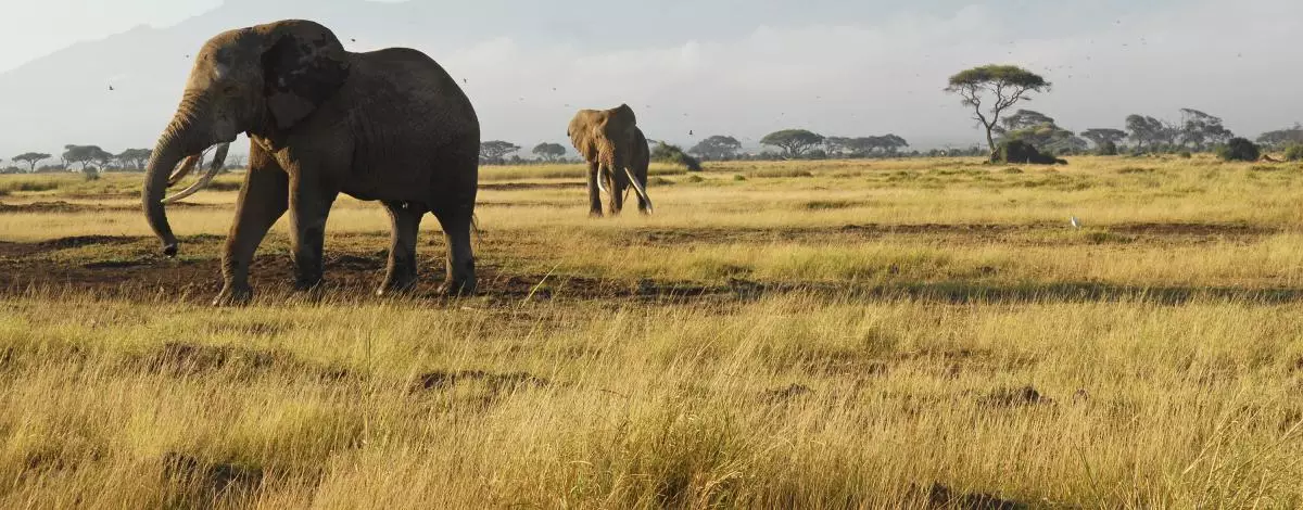Safari dans les 4 grands parcs du Kenya et Océan Indien