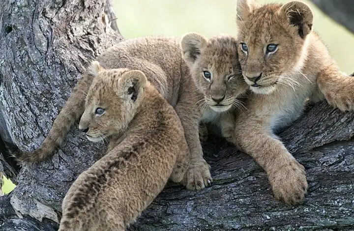 100% Safari au Kenya