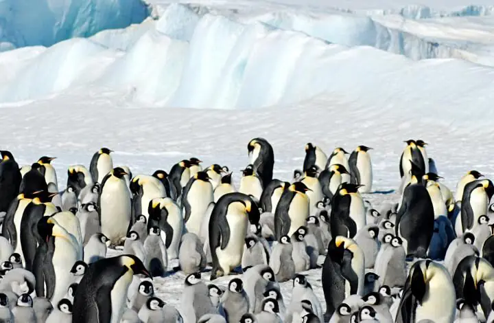 Découverte du 7ème continent : l’Antarctique