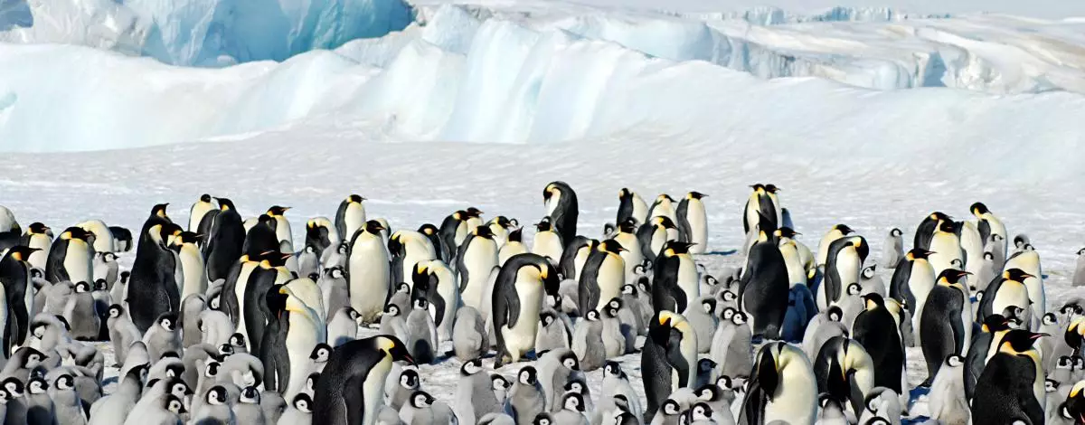 Découverte du 7ème continent : l'Antarctique