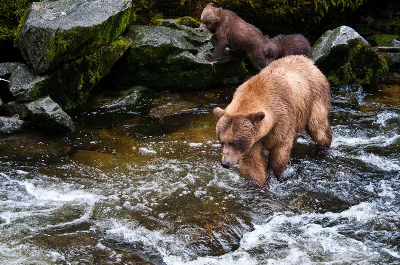 Voyage en Alaska à la rencontre des ours