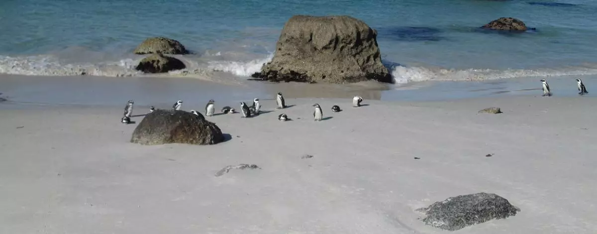 Voyage en Afrique du Sud en famille – Le Cap et la Route des Jardins