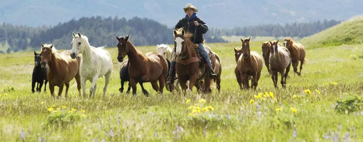 Le Wyoming en famille : Yellowstone et Grand Teton en ranch