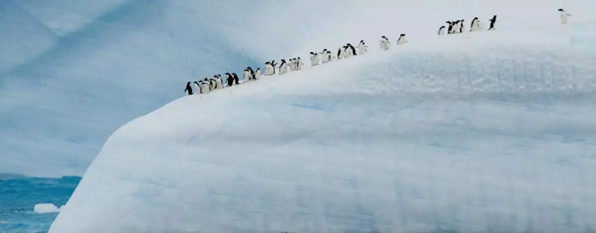 L'Antarctique, le « Continent Blanc » à bord du Ponant