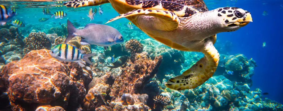 Séjour Détente ou Plongée au Sun Aqua Vilu Reef 5*
