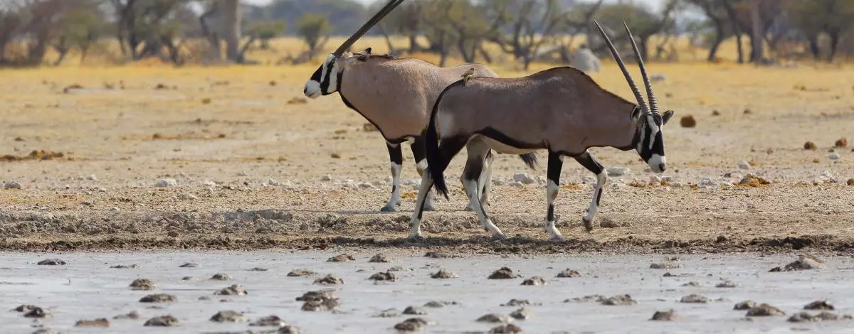 Safari au Botswana et Chutes Victoria : Chobe, Moremi, Delta de L’Okavango et Makgadikgadi pans
