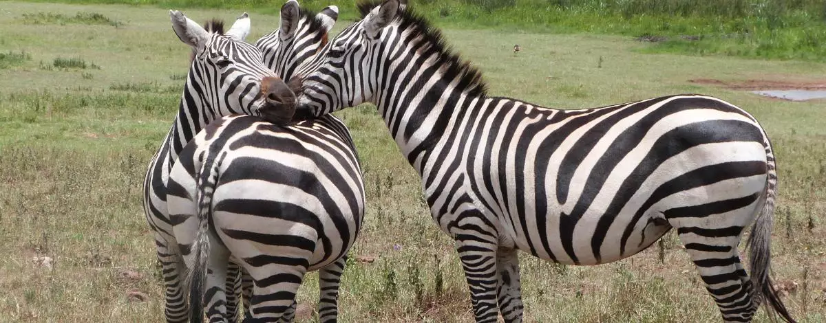 Voyage en Tanzanie: Safari magique en famille version charme
