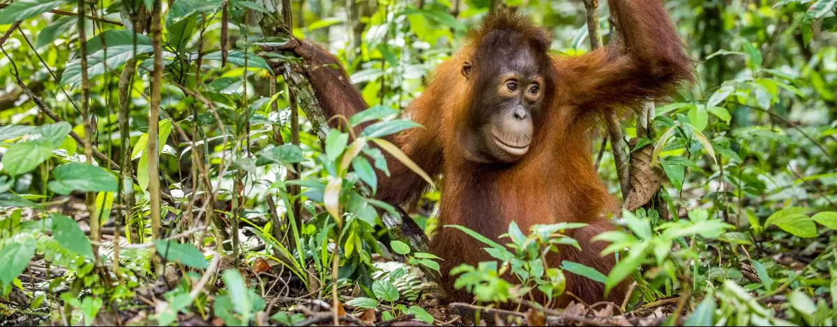 Découverte de Sumatra : des Orangs Outans aux plages
