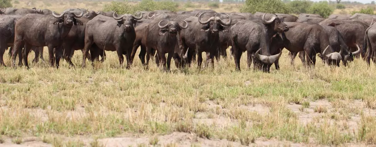 Safari au Botswana et au Zimbabwe en lodges de charme et Chutes Victoria