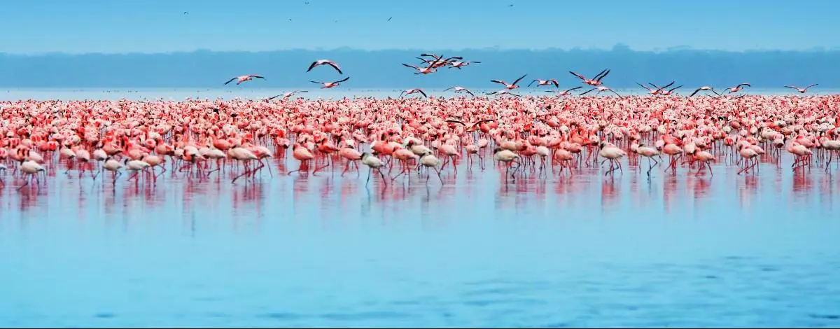 100% safari en petit groupe : Lac Nakuru, Masai Mara et Amboseli