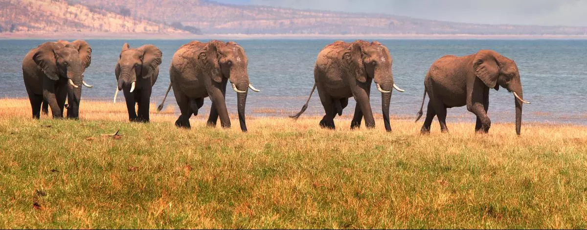 Impression du Zimbabwe et du Botswana