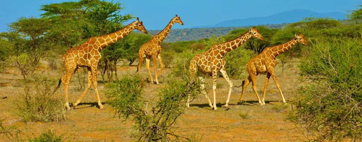 Safari en Tanzanie et plage à Zanzibar