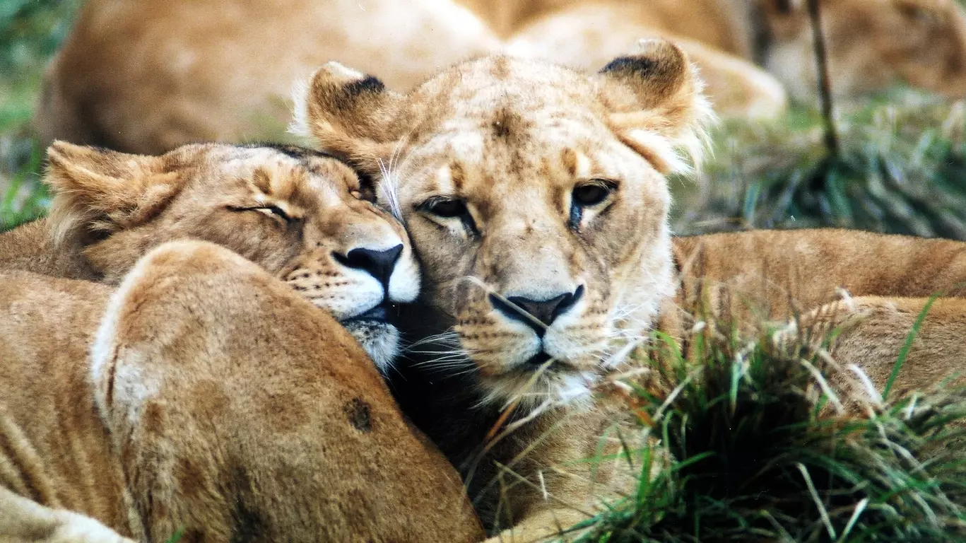 Safari au Kenya famille
