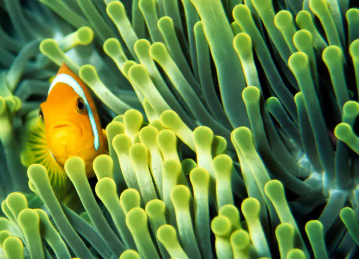 Croisière plongée aux Seychelles