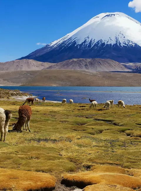 Altiplano chilien