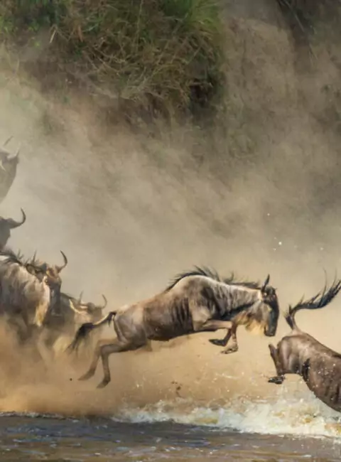 Serengeti, Ngorongoro, Kilimandjaro et le Nord de la Tanzanie