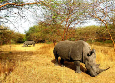 La brousse enchantée – Circuit privé au Sénégal