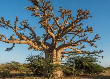 D’un baobab à l’autre en famille