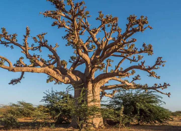 D’un baobab à l’autre en famille